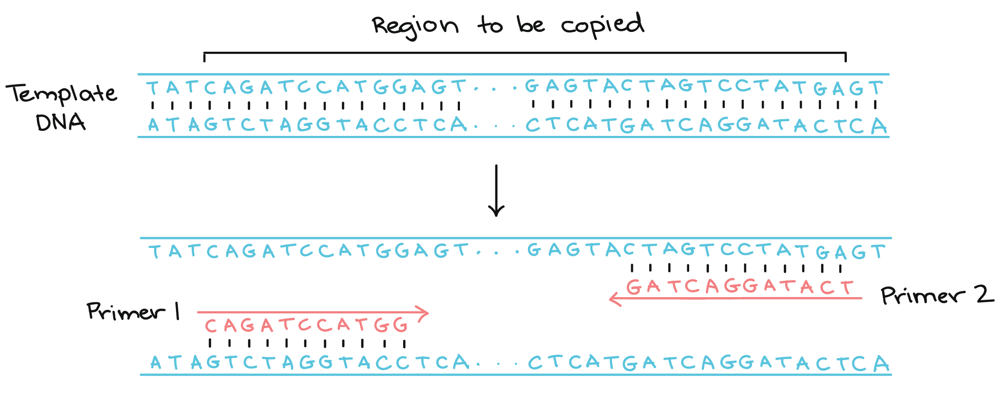 Template DNA:

5' TATCAGATCCATGGAGT...GAGTACTAGTCCTATGAGT 3'
3' ATAGTCTAGGTACCTCA...CTCATGATCAGGATACTCA 5'

Primer 1: 5' CAGATCCATGG 3'
Primer 2: 